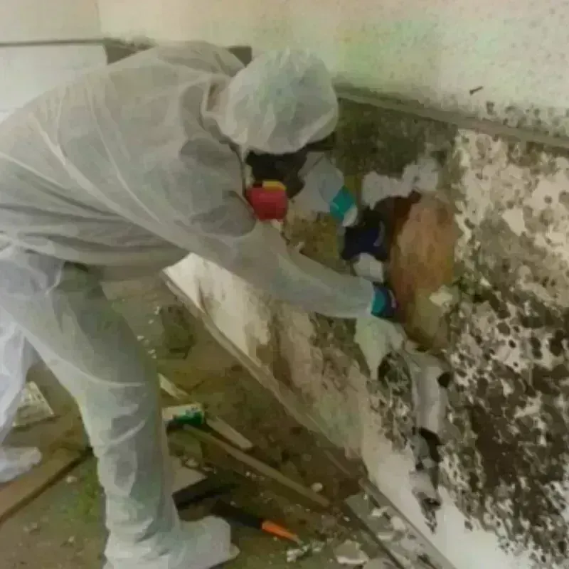 Mold Remediation and Removal in Canyon, TX